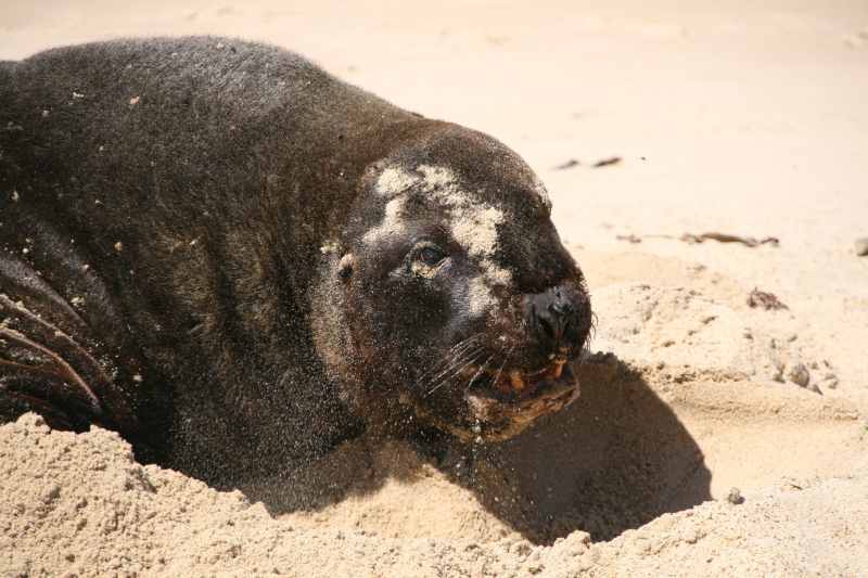 Nieuw-Zeeland 2011 - 1770